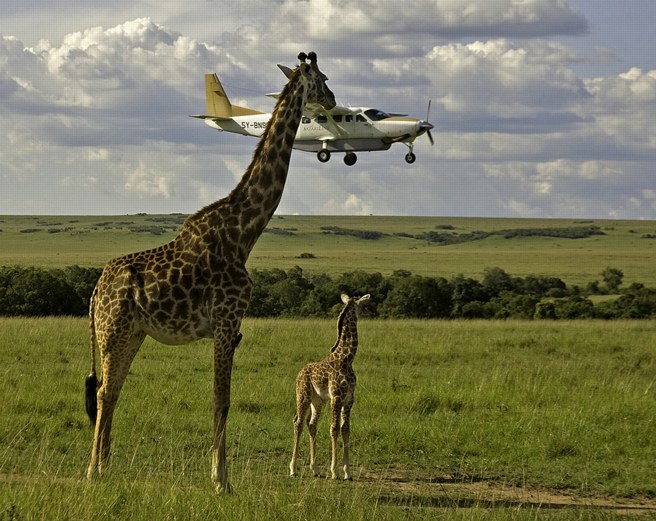 Giraffes and plane