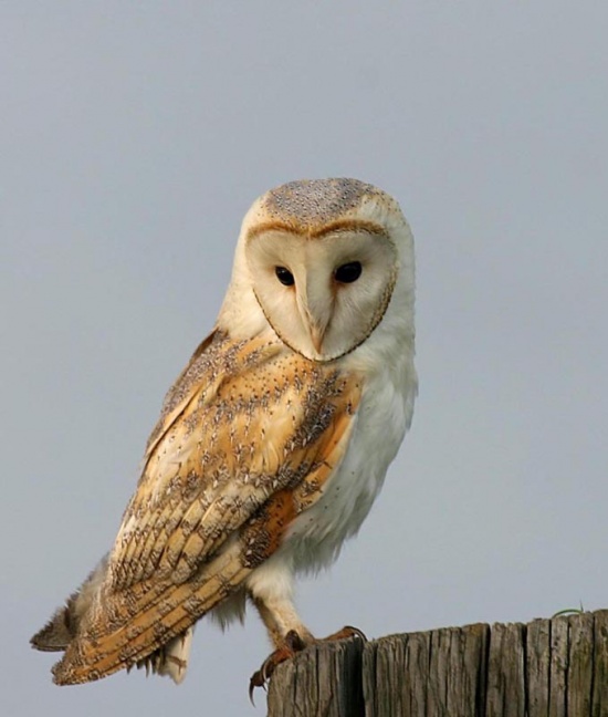 Barn owl