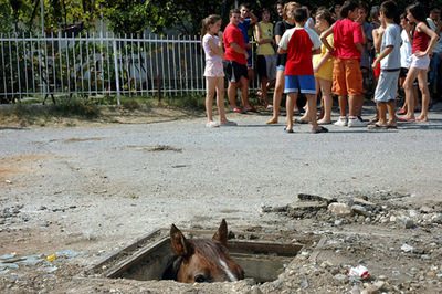 Sewer horse