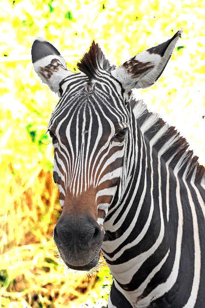 Zebra_portrait.gif