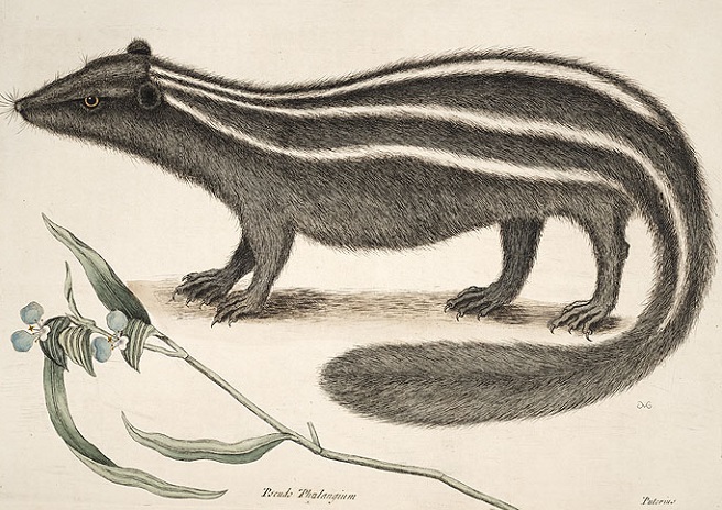 anatomical drawing of a skunk