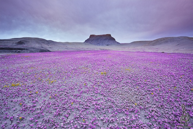 Badlands in Bloom