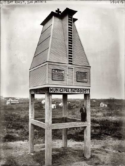 Municipal Bat Roost