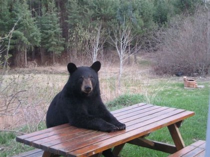 Bear at picnic