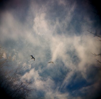 birds in sky, via everyday marvels