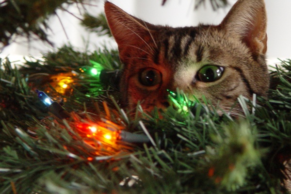 A cat in a Christmas tree