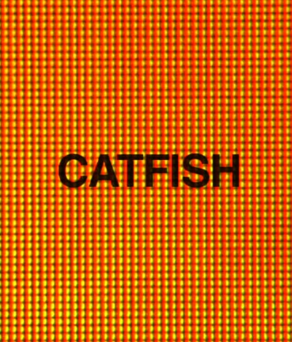 catfish_2.jpg