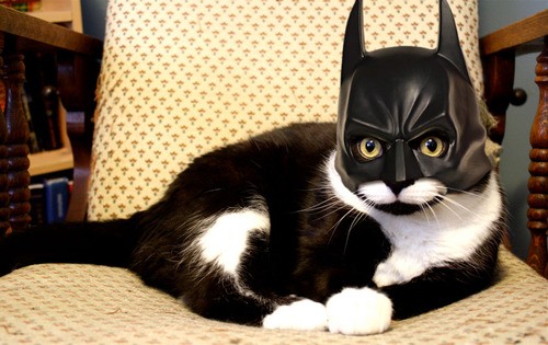 catman.jpg