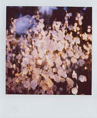 polaroid photograph by Elina Virtanen