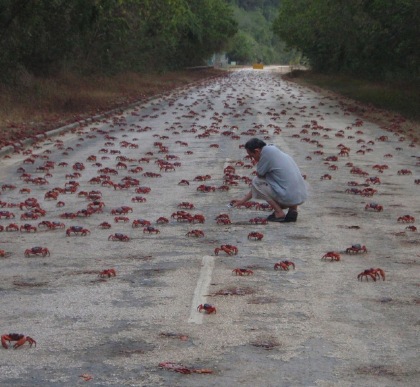 migrating crabs