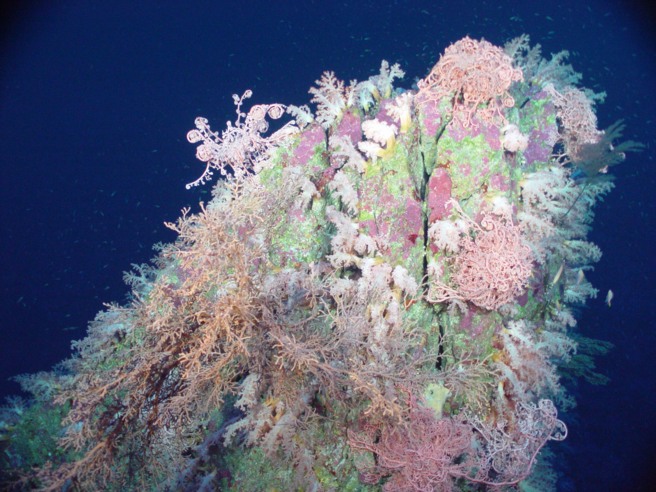 Deep sea coral