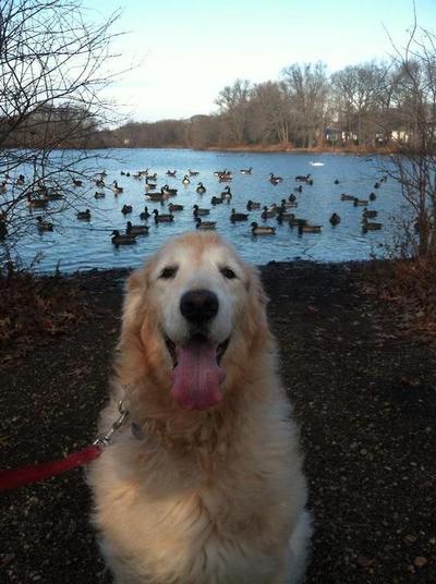 Dog and ducks