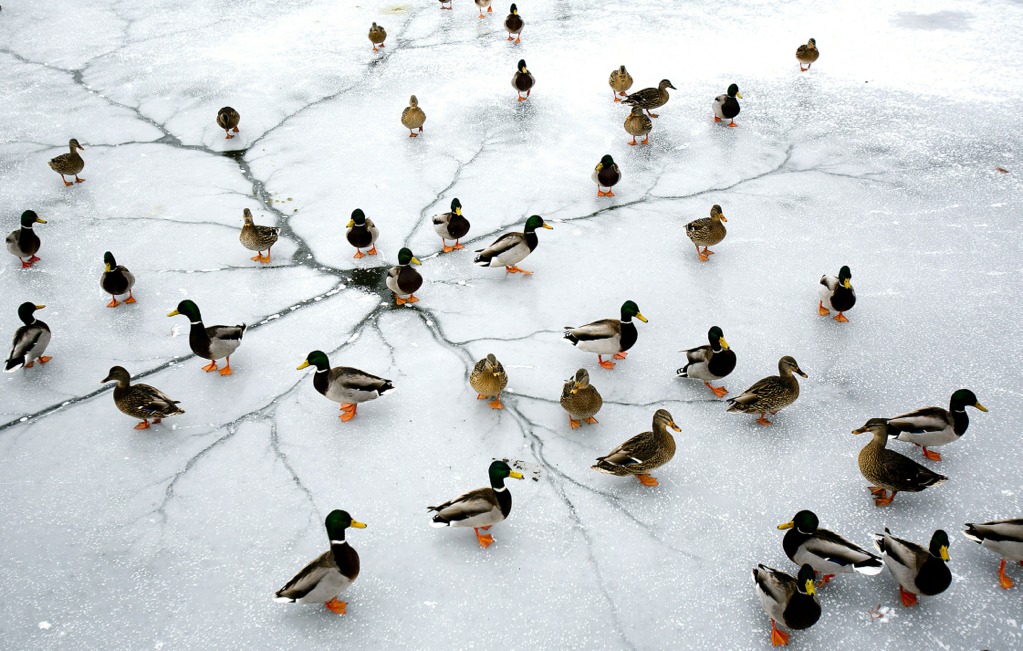 ducks-ice.jpg