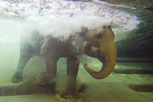 elephant-underwater.jpg