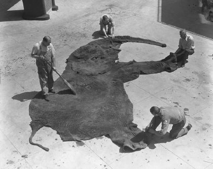 An empty elephant