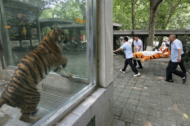 Tiger watching tiger