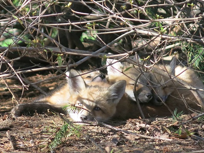 pile of fox kits lying in the sun