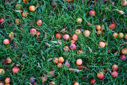 frost-apples.jpg