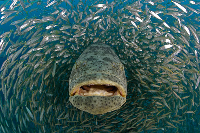 Goliath grouper by Douglas David Seifert