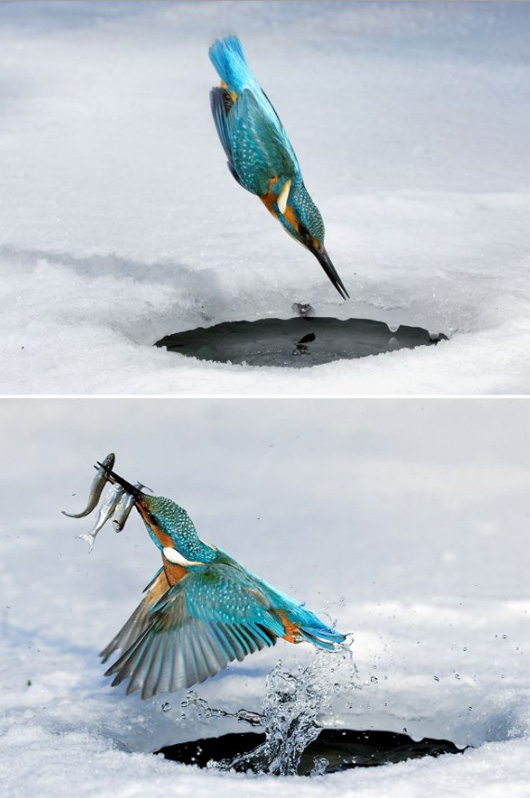 Hummingbird, ice, fish