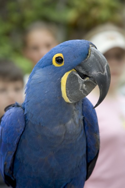 Hyacinth macaw