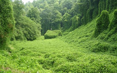 Kudzu, photographer unknown