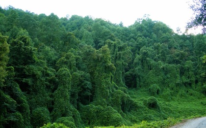 Kudzu, photographer unknown