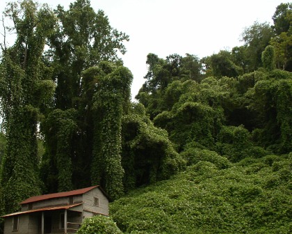 Kudzu image - unknown origin