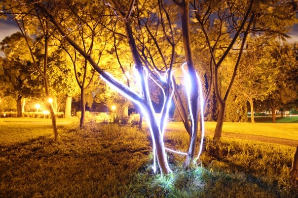 light_trees.jpg