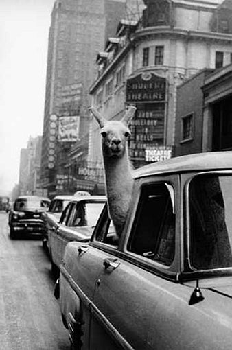 Llama in a taxi