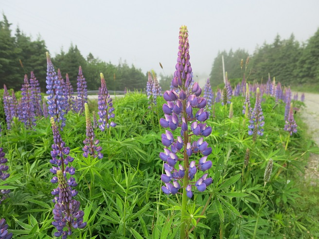 Lupins flowering in rural Nova Scotia