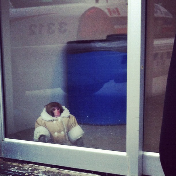 IKEA monkey