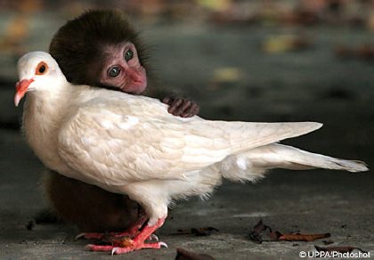 monkey with pigeon