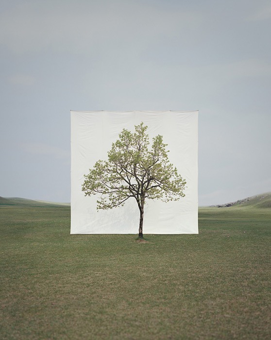 Tree 14 by Myoung Ho Lee