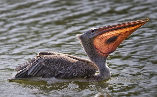 Pelican