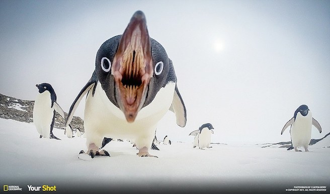 Inside a penguin's mouth