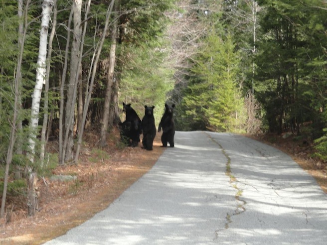 Bears looking guilty