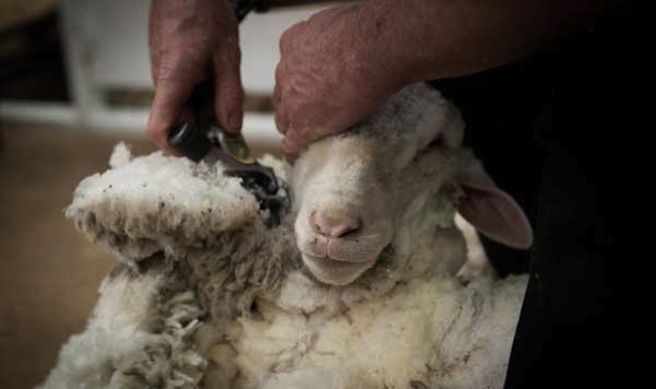 Sheep shearing