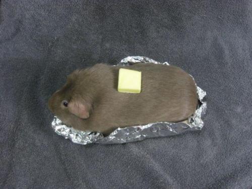 Guinea pig potato