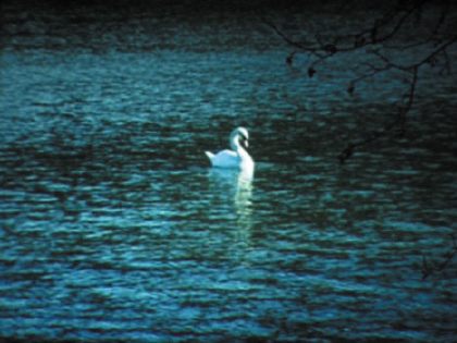 swan