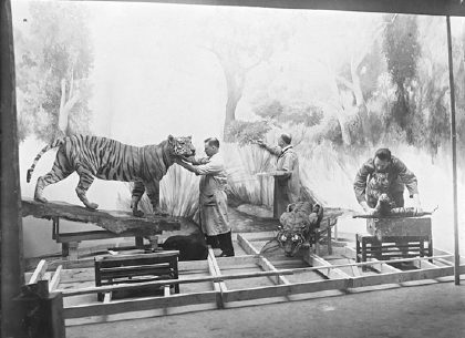Tigers on exhibit