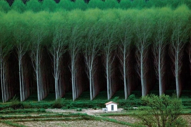 Tree farm