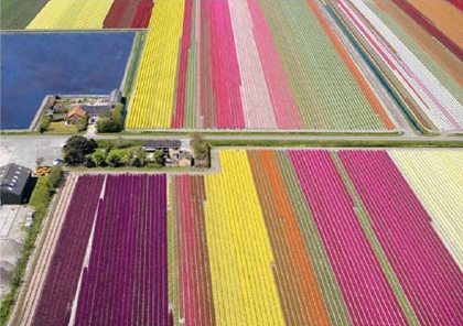 Tulip fields