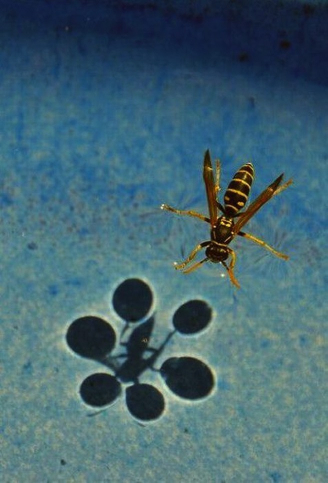 Wasp on water