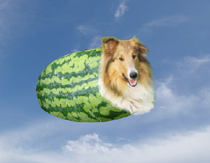 MELON COLLIE