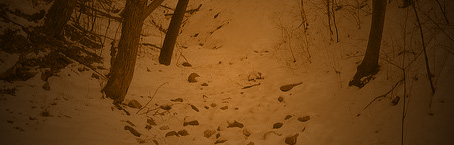 woods_snow.jpg